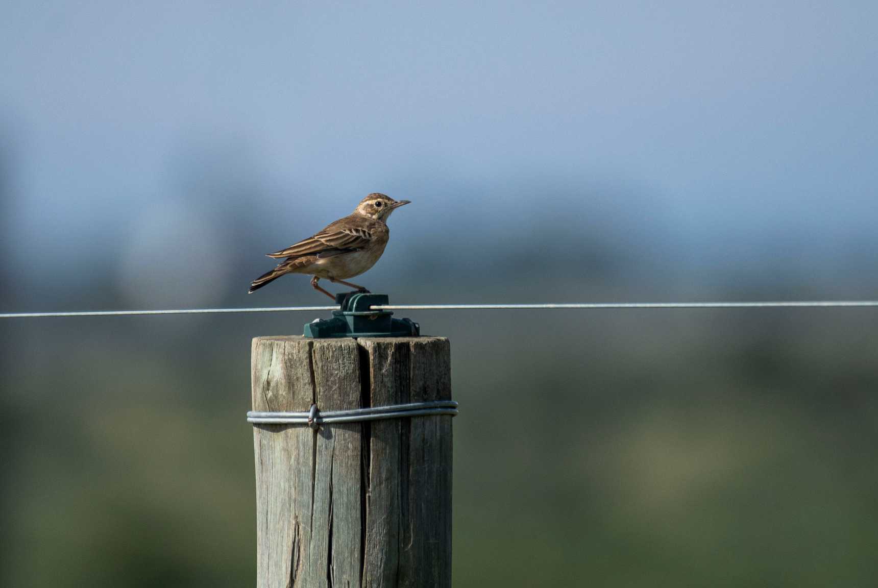 Birds